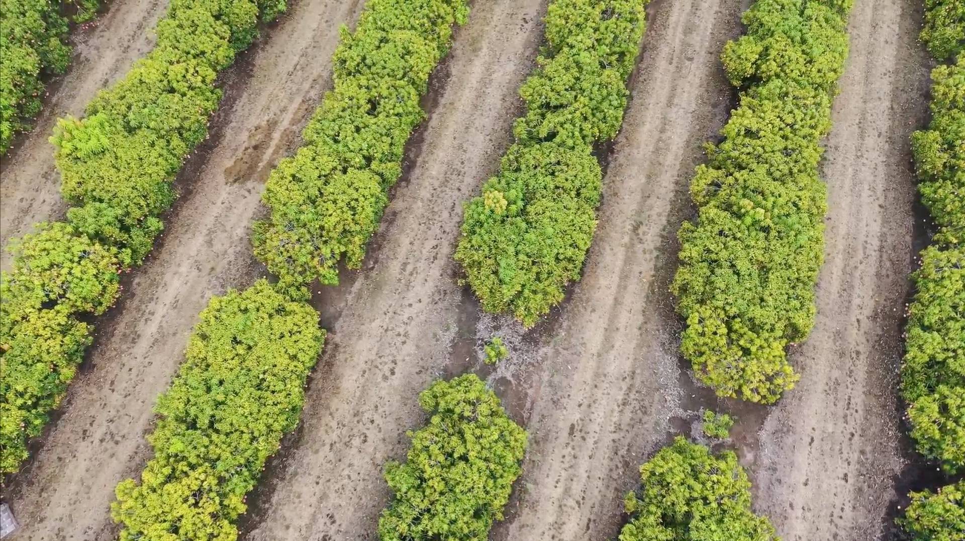 img-farming-video