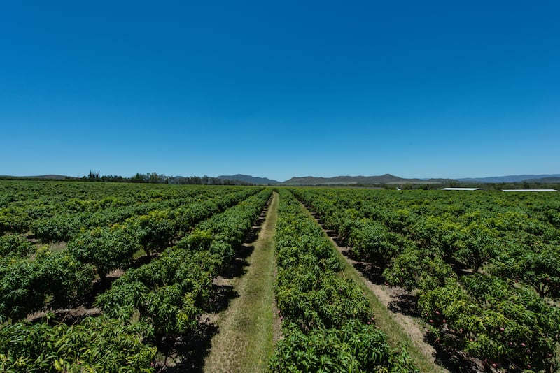 link-farm-to-table
